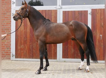 Westfaal, Ruin, 3 Jaar, 163 cm, Donkerbruin