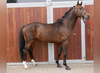 Westfaal, Ruin, 3 Jaar, 163 cm, Donkerbruin