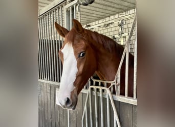 Westfaal, Ruin, 3 Jaar, 163 cm, Vos