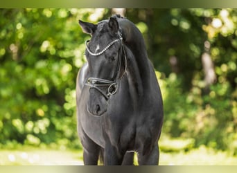 Westfaal, Ruin, 3 Jaar, 163 cm, Zwartbruin