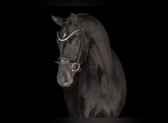 Westfaal, Ruin, 3 Jaar, 163 cm, Zwartbruin