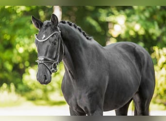 Westfaal, Ruin, 3 Jaar, 163 cm, Zwartbruin