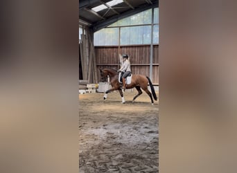 Westfaal, Ruin, 3 Jaar, 164 cm, Bruin