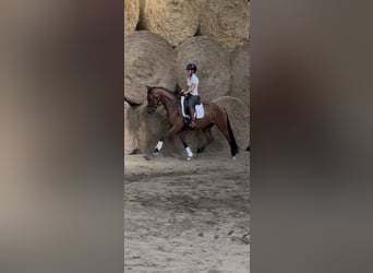Westfaal, Ruin, 3 Jaar, 164 cm, Bruin