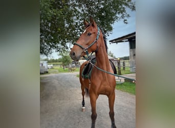 Westfaal, Ruin, 3 Jaar, 165 cm, Bruin