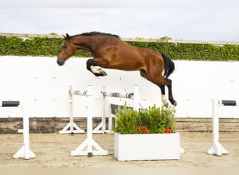 Westfaal, Ruin, 3 Jaar, 165 cm, Bruin