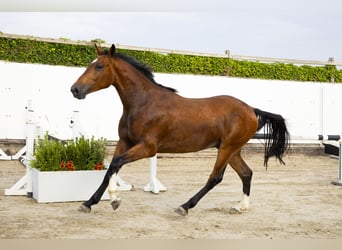 Westfaal, Ruin, 3 Jaar, 165 cm, Bruin