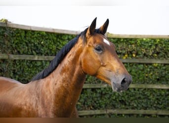 Westfaal, Ruin, 3 Jaar, 165 cm, Bruin