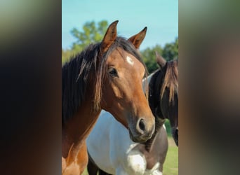 Westfaal, Ruin, 3 Jaar, 165 cm, Bruin