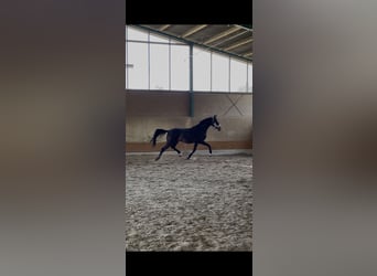 Westfaal, Ruin, 3 Jaar, 165 cm, Donkerbruin