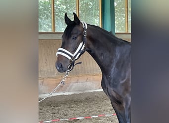 Westfaal, Ruin, 3 Jaar, 165 cm, Donkerbruin
