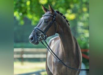 Westfaal, Ruin, 3 Jaar, 165 cm, Donkere-vos