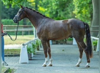 Westfaal, Ruin, 3 Jaar, 165 cm, Donkere-vos