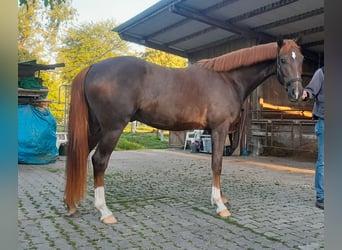 Westfaal, Ruin, 3 Jaar, 165 cm, Donkere-vos