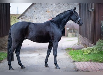 Westfaal, Ruin, 3 Jaar, 165 cm, Zwart