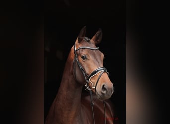 Westfaal, Ruin, 3 Jaar, 166 cm, Donkerbruin