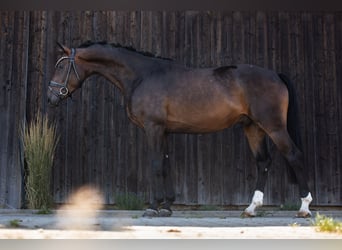 Westfaal, Ruin, 3 Jaar, 166 cm, Donkerbruin