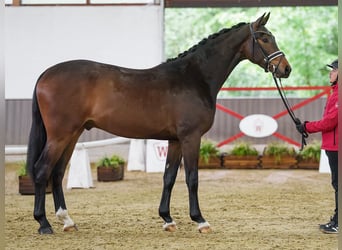 Westfaal, Ruin, 3 Jaar, 167 cm, Bruin