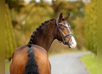 Westfaal, Ruin, 3 Jaar, 167 cm, Bruin