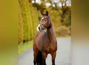 Westfaal, Ruin, 3 Jaar, 167 cm, Bruin