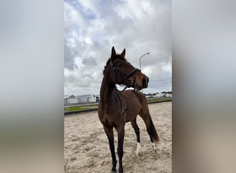 Westfaal Mix, Ruin, 3 Jaar, 167 cm, Donkerbruin