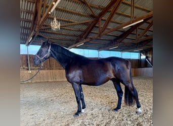 Westfaal, Ruin, 3 Jaar, 167 cm, Donkerbruin