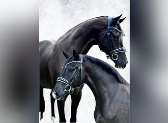 Westfaal, Ruin, 3 Jaar, 167 cm, Zwart