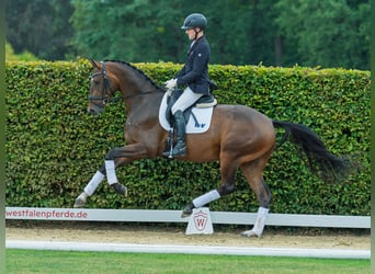 Westfaal, Ruin, 3 Jaar, 168 cm, Bruin