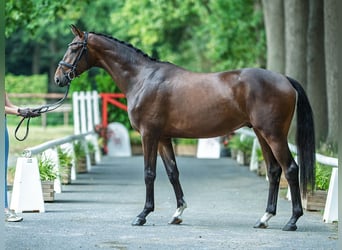 Westfaal, Ruin, 3 Jaar, 168 cm, Bruin