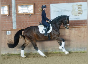 Westfaal, Ruin, 3 Jaar, 168 cm, Bruin
