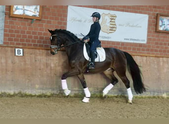 Westfaal, Ruin, 3 Jaar, 168 cm, Bruin