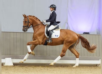 Westfaal, Ruin, 3 Jaar, 168 cm, Vos