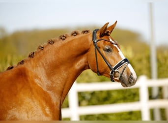 Westfaal, Ruin, 3 Jaar, 168 cm, Vos