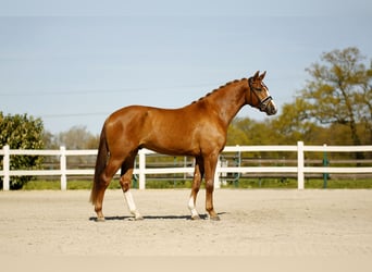Westfaal, Ruin, 3 Jaar, 168 cm, Vos