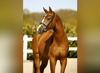 Westfaal, Ruin, 3 Jaar, 168 cm, Vos