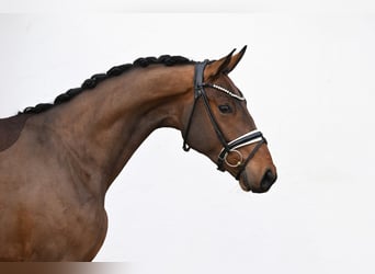 Westfaal, Ruin, 3 Jaar, 169 cm, Bruin