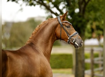 Westfaal, Ruin, 3 Jaar, 169 cm, Donkere-vos