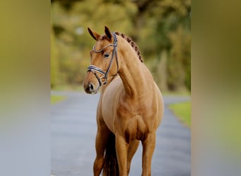 Westfaal, Ruin, 3 Jaar, 169 cm, Vos