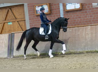 Westfaal, Ruin, 3 Jaar, 169 cm, Zwart