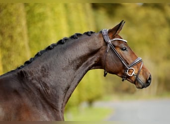 Westfaal, Ruin, 3 Jaar, 170 cm, Bruin