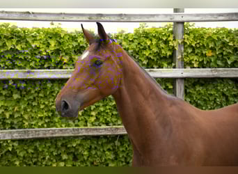 Westfaal, Ruin, 3 Jaar, 170 cm, Bruin