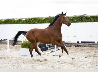 Westfaal, Ruin, 3 Jaar, 170 cm, Bruin