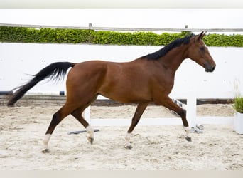 Westfaal, Ruin, 3 Jaar, 170 cm, Bruin