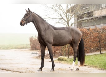 Westfaal, Ruin, 3 Jaar, 170 cm, Donkerbruin