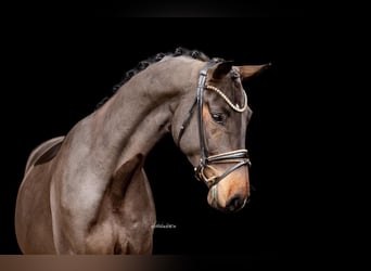 Westfaal, Ruin, 3 Jaar, 170 cm, Donkerbruin