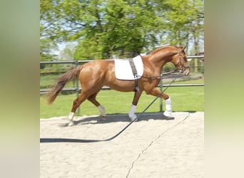 Westfaal, Ruin, 3 Jaar, 170 cm, Roan-Red