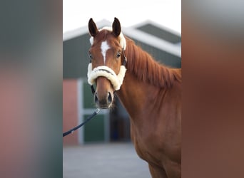 Westfaal, Ruin, 3 Jaar, 170 cm, Roodvos