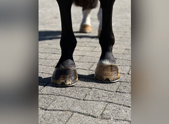 Westfaal, Ruin, 3 Jaar, 170 cm, Zwart