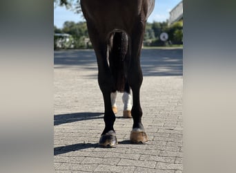 Westfaal, Ruin, 3 Jaar, 170 cm, Zwart