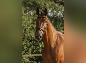 Westfaal, Ruin, 3 Jaar, 172 cm, Bruin